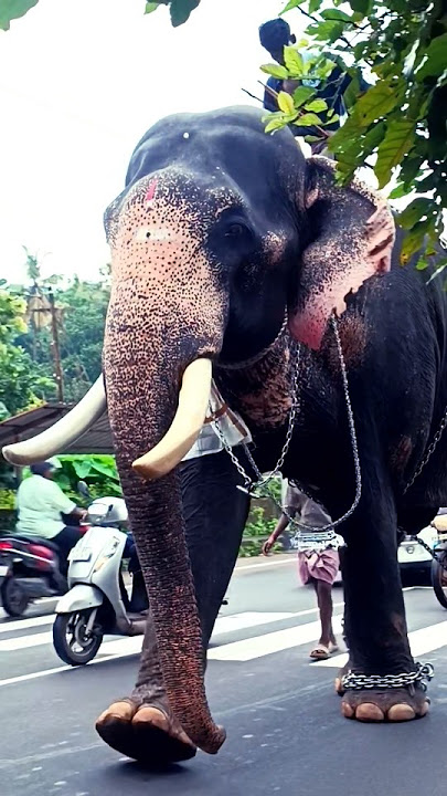 #കേരളത്തിലെ #ഗജവീരന്മാർ #റോഡിലൂടെ #പോകുമ്പോൾ#kolakkadan #ഗണപതി #gajaveeranmar #aanakazhchakal#ആനകൾ