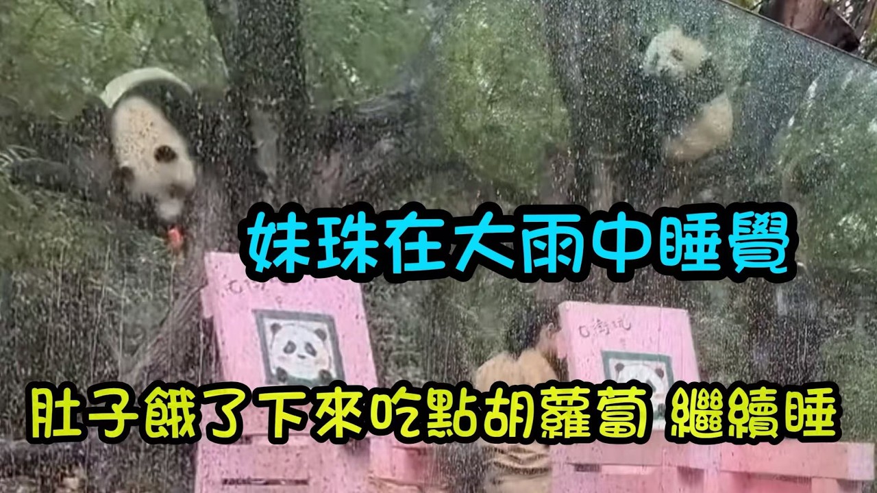 又下大雨了，妹珠在大雨中睡得泰然自若，大良說野生動物不怕淋雨，跟洗澡一樣#panda #cutepanda #熊貓妹珠 #熊貓妹豬