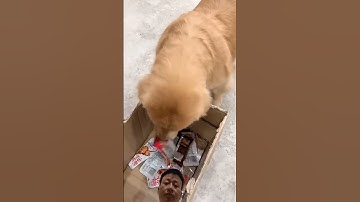 Đã đi ăn xin còn đòi ăn xôi gấc 😜. #goldenretreiver #funny #cute