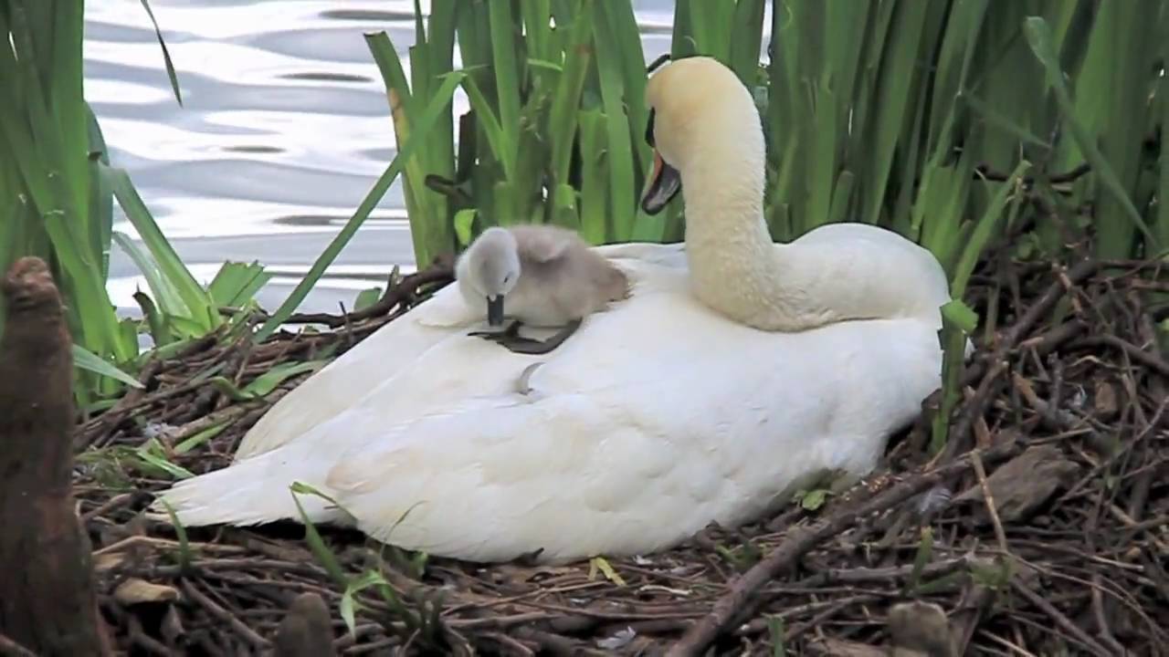 Swan and cygnets at Kew Gardens