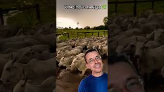 🌿🐂 Vida simples e boa na Roça. Levando o gado para o Curral no entardecer,após um dia chuvoso.🐂🌿