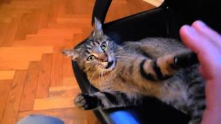 Evil Cat attack