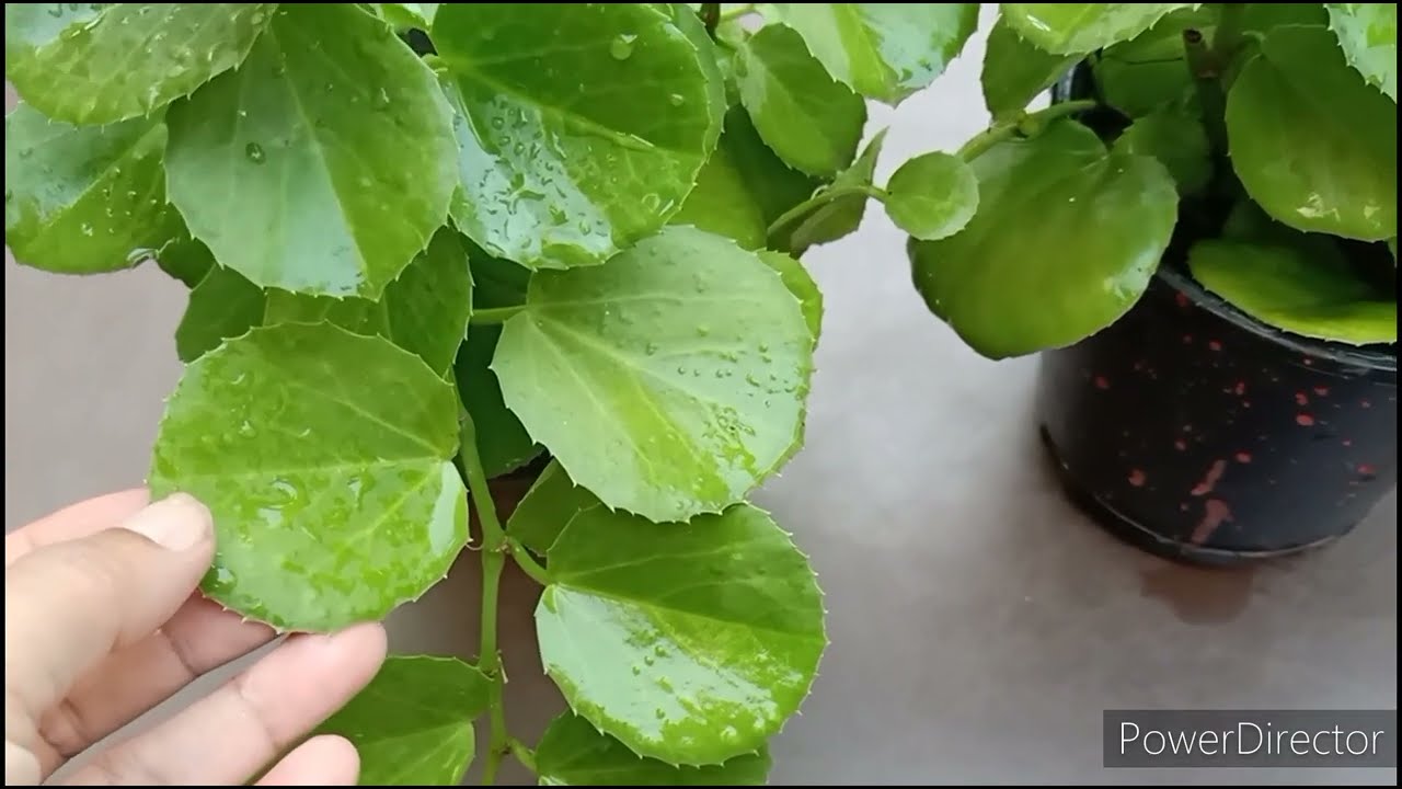 Evergreen Plant Arabian Wax Ivy//Tough and best for Balcony/Terrace