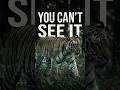 The Secret Hiding Under a Tiger’s Fur