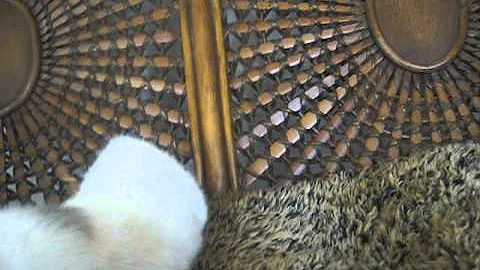 Watch the video about Blue & White Bi-Color Persian Dollface Kitten 12 weeks old