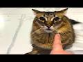 絶対に笑う 世界一おもしろい猫動画まとめ 2026 