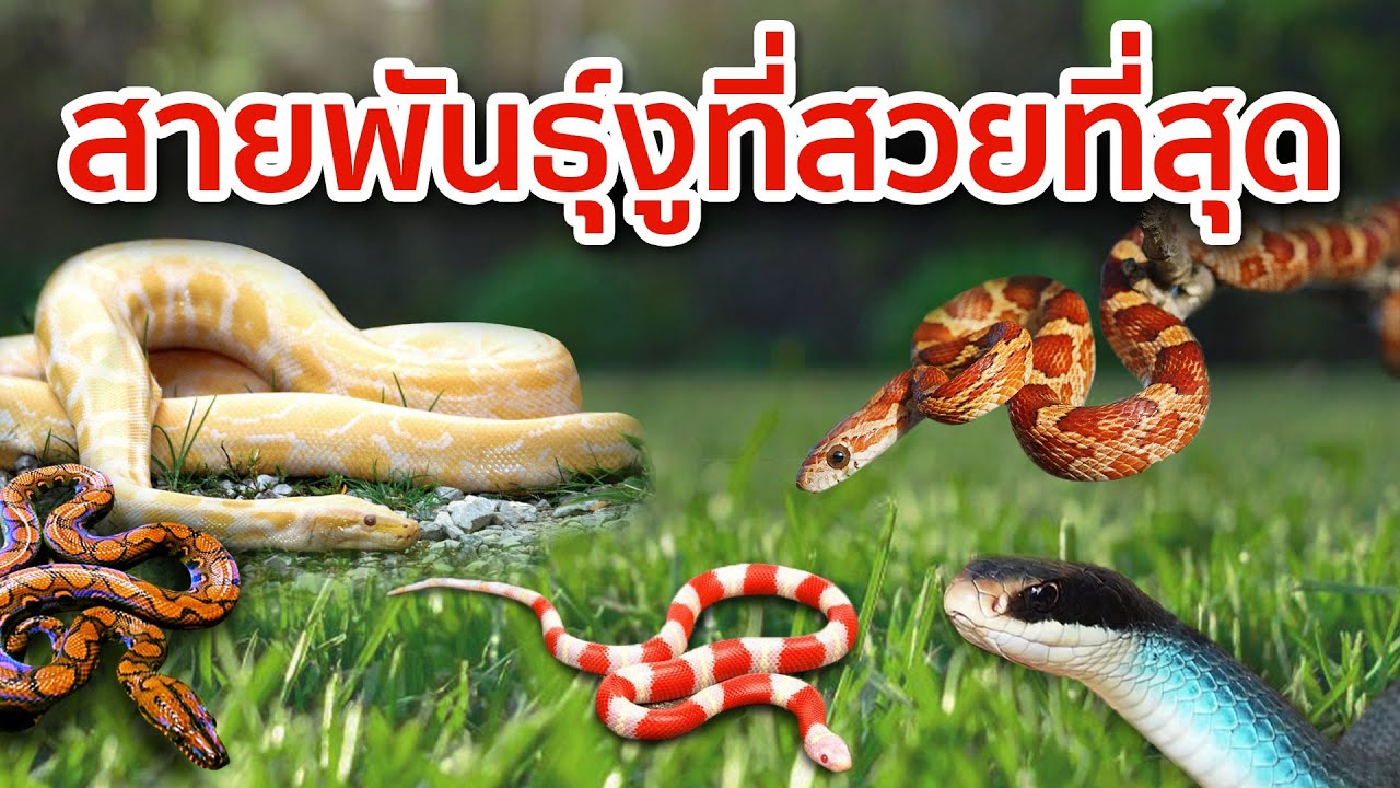 10 สายพันธุ์งูที่สวยที่สุดในโลก