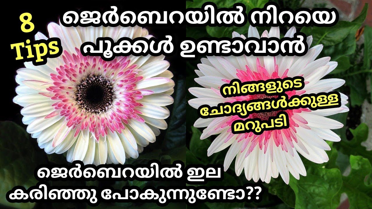 Gerbera Plant Flowering Tips in Malayalam / ജെർബെറ നിറയെ പൂക്കാൻ ശ്രദ്ധിക്കേണ്ട കാര്യങ്ങൾ /