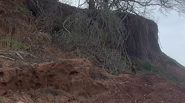 Close Encounter With Sow Hog Brazos County Texas