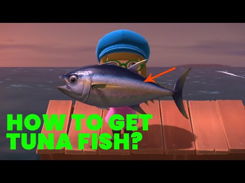 Wideo: Animal Crossing Tuna: Jak Złapać Tuńczyka I Znaleźć Lokalizację Molo W New Horizons