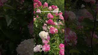Природа вместо психологов  | отдых в России #сибирь #2025  #тюмень #shortsvideo #отдыхвроссии