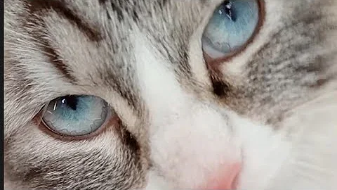 Video 3941701: tabby cat, tabby point