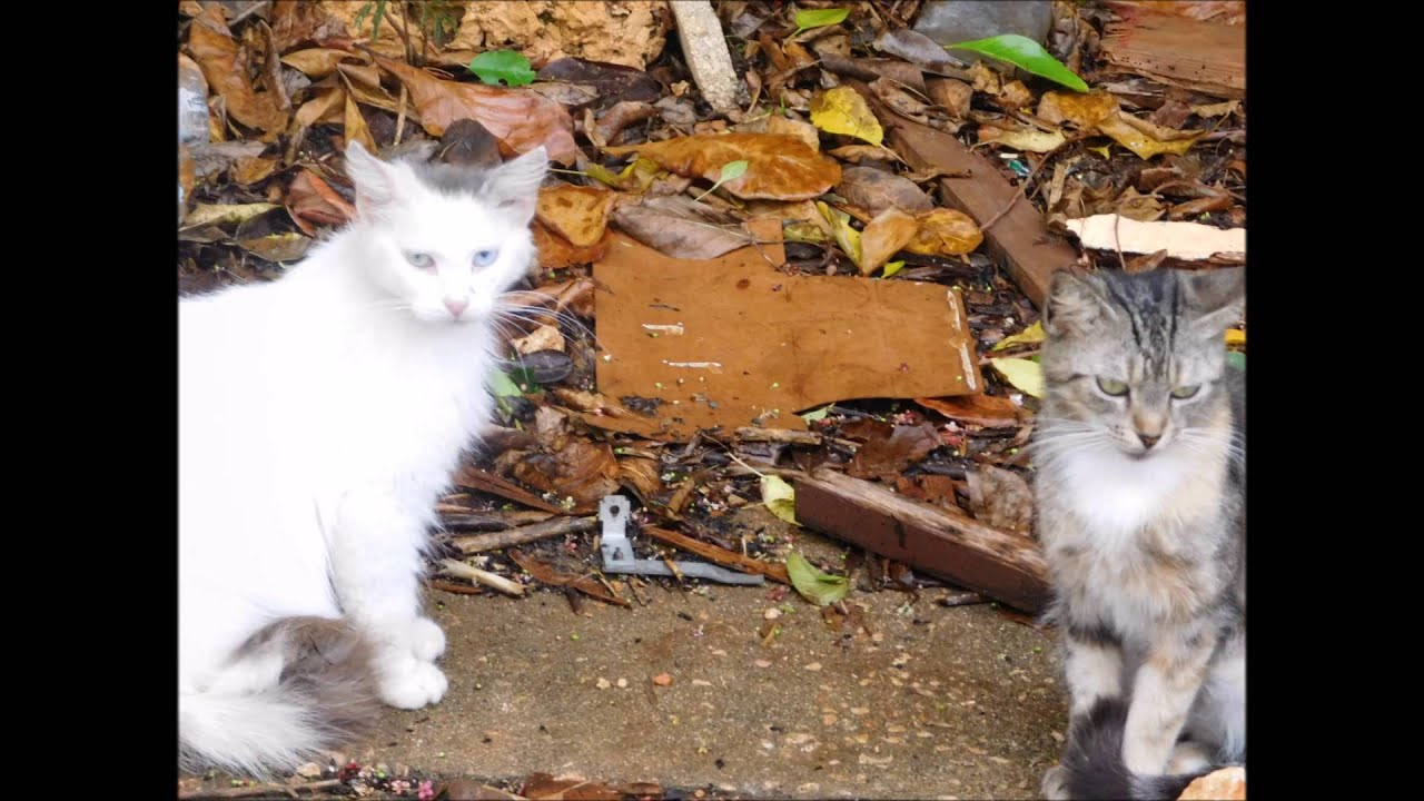 Alley Cats and Dogs Rescue TNR Cats YouTube