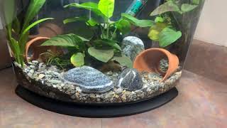 Aqueon mini bow 5 gallon