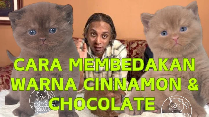 Video 5392601: kucing british shorthair, british shorthair chocolate, cattery