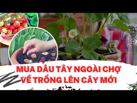 Video: Trồng Dâu Tây Loại Quả Nhỏ