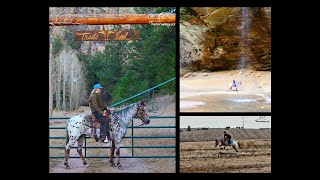 Warmblood Cross Leopard Appaloosa Gelding For Sale- 50% of Profits Go Toward Charity