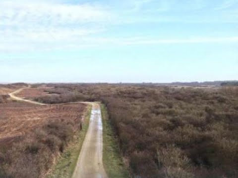 Video: Kāda ir saistība starp daudzveidību un stabilitāti?