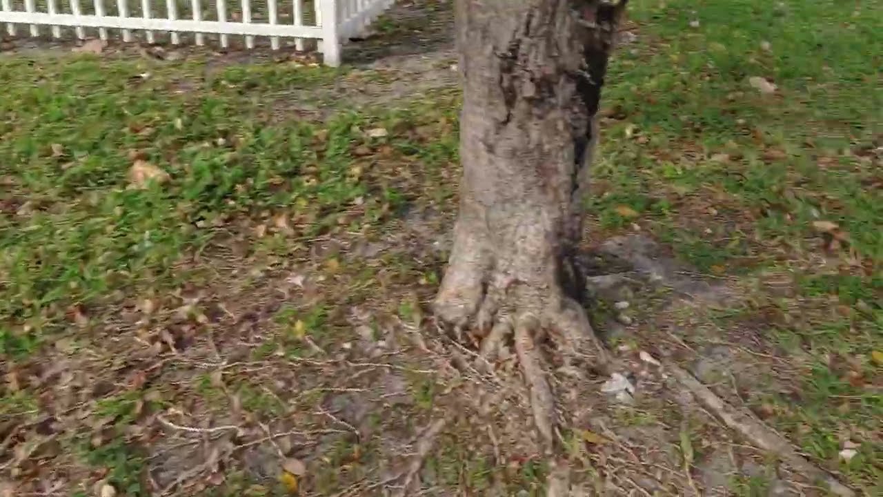 Call our gods, Selector of the Street