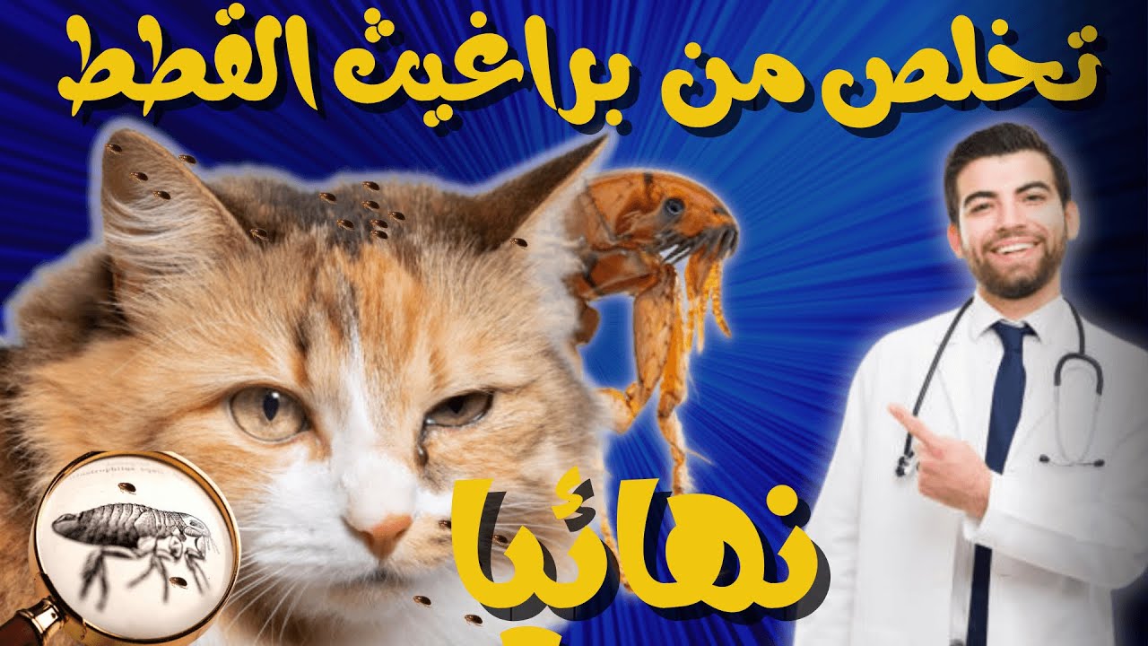 التخلص من براغيث القطط في المنزل | علاج مضمون لبراغيث القطط 2025 💯