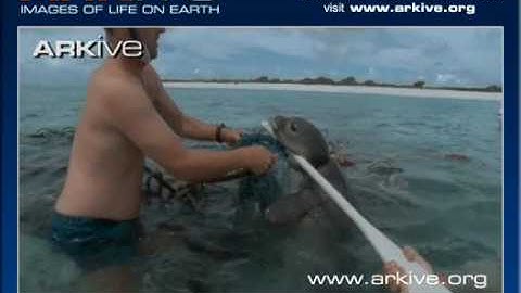 ARKive video 8FA58074 FC78 49D1 9AA2 63A24DE9E2B1