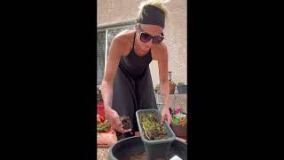 Separating beet and carrot sprouts 🌱🥕