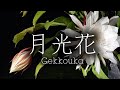 月光花/あいりす。