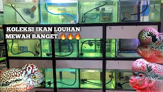 REVIEW TOKO  IKAN LOUHAN SRD KAMFA. CENCU.. FULL MARKING DI JAKARTA TIMUR 