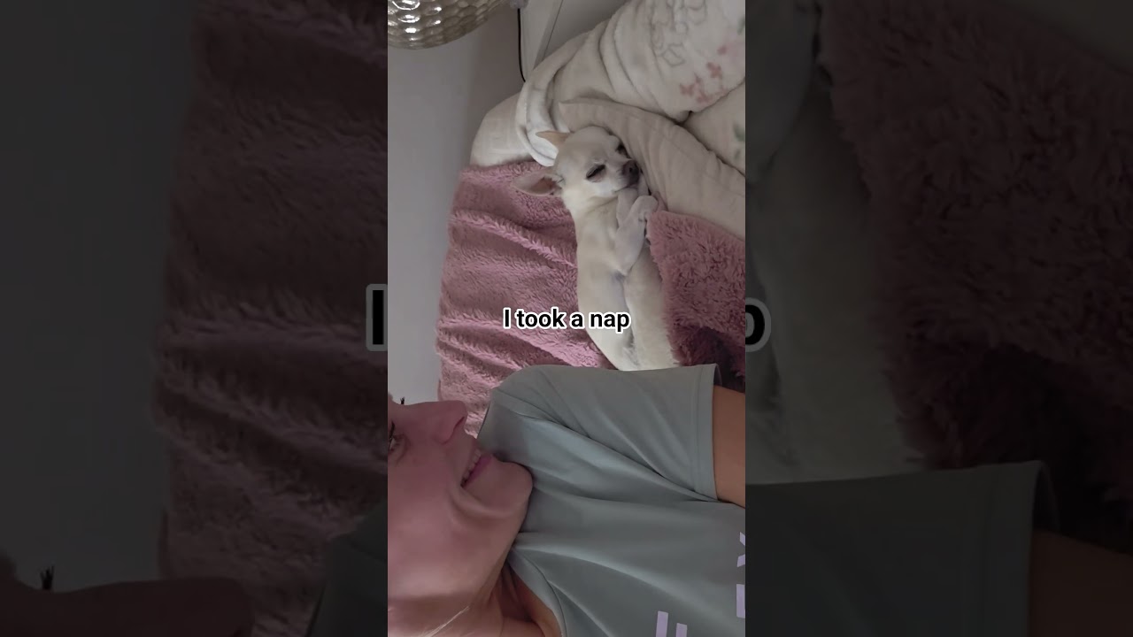 nap time Chiweenie Chihuahua doggie sleeps