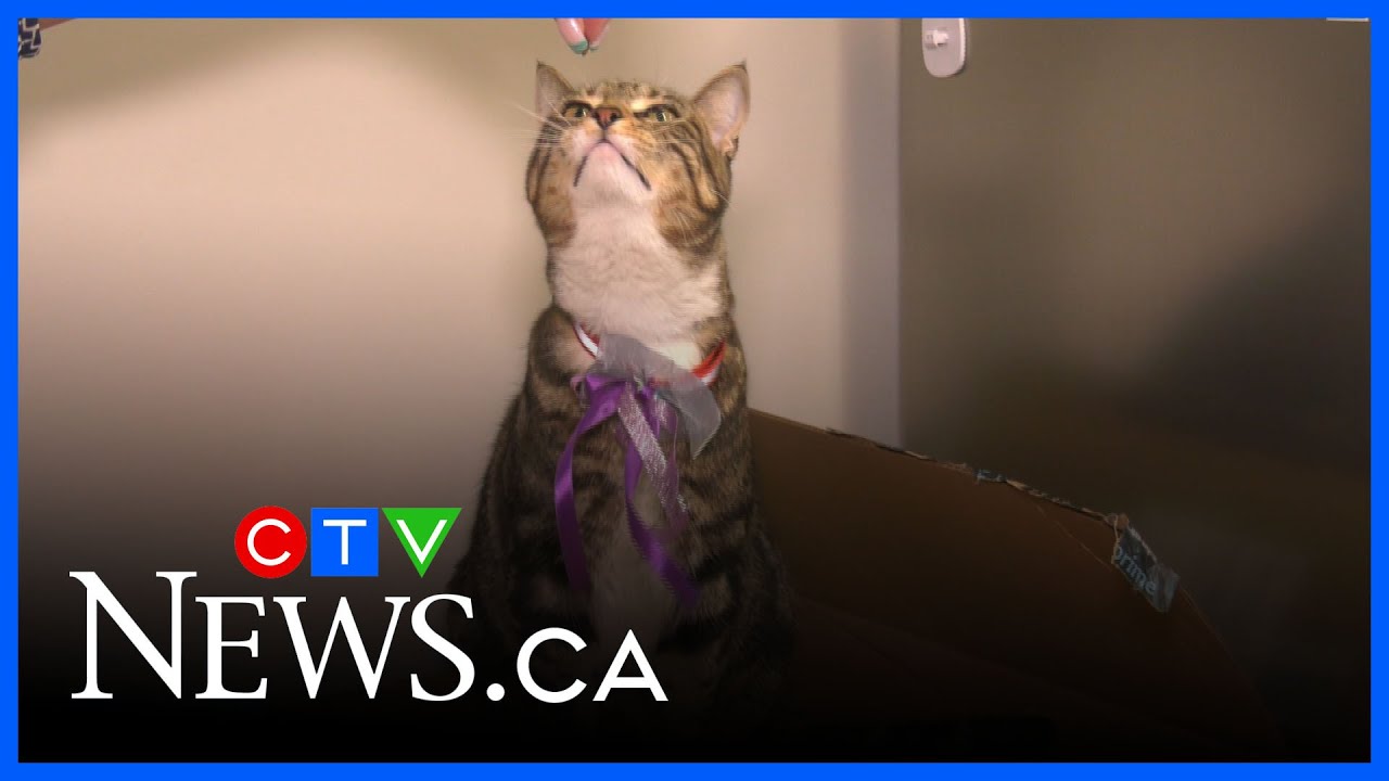 Purple Leash Project at Rowan House