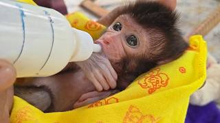 What happened, what's wrong with JEJE today? He doesn't want to drink milk from the bottle nipple.
