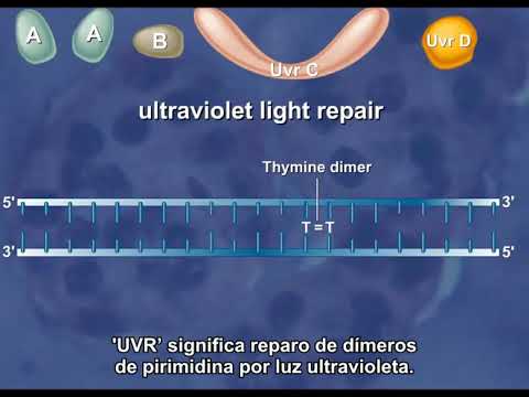 Vídeo: Diferença Entre Reparo De Excisão De Base E Reparo De Excisão De Nucleotídeo