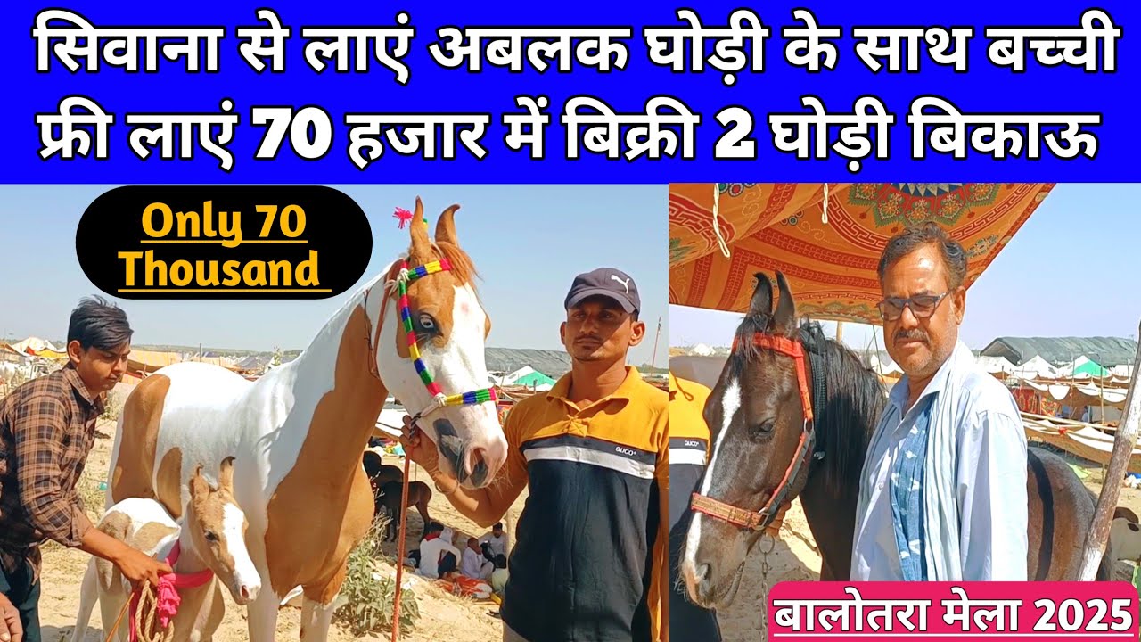 पोलाराम जी लाएं 70 हजार में बिक्री वाली 4 घोड़ियां अबलक घोड़ी के साथ बच्ची फ्री। Balotra Mela 2025।