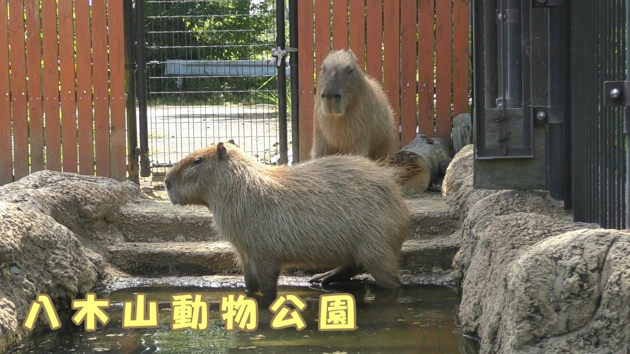 カピパラ カピパラ xのカピバラ (@CapybarasOnX) / Posts / X