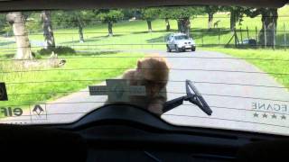 Horrific Monkey Attack at Longleat Safari Park