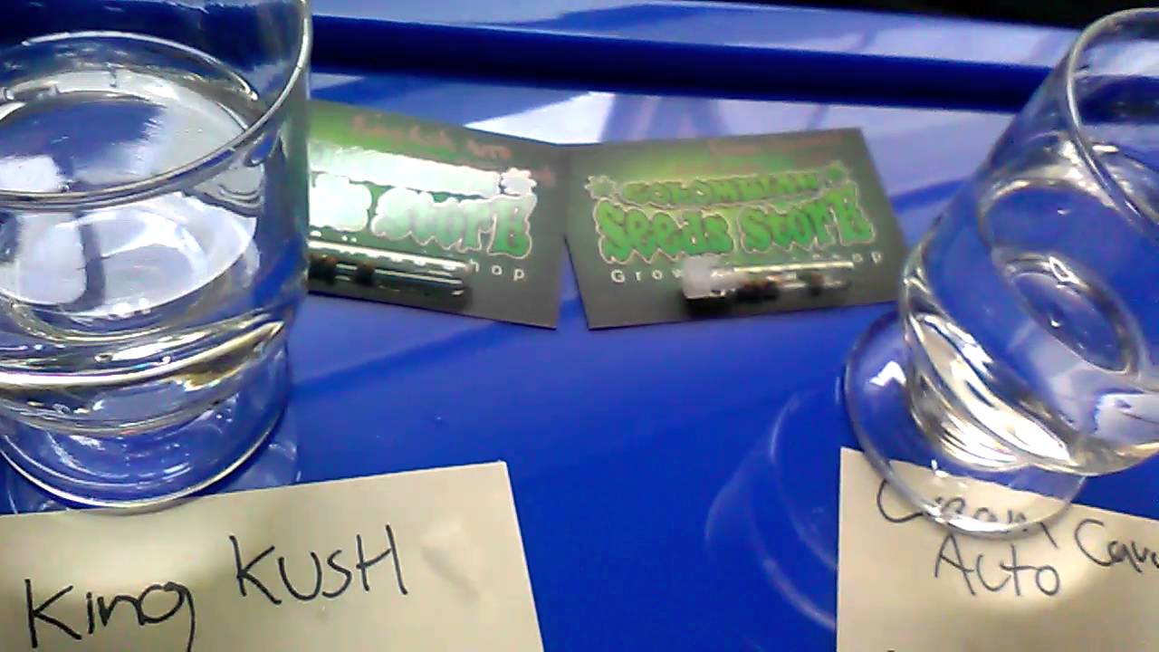 Cultivo hidroponico  interior/indoor de cannabis autofloreciente