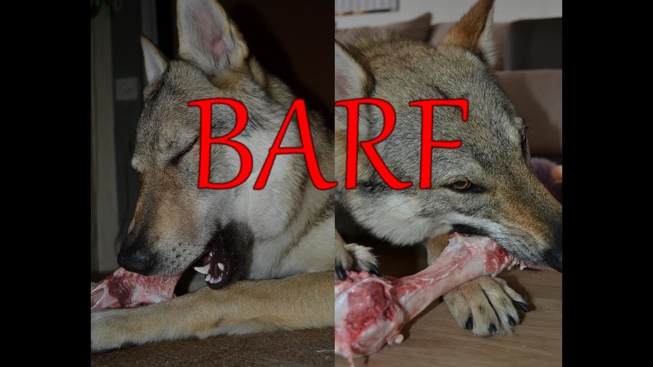 BARFování - krmení psů syrovým masem