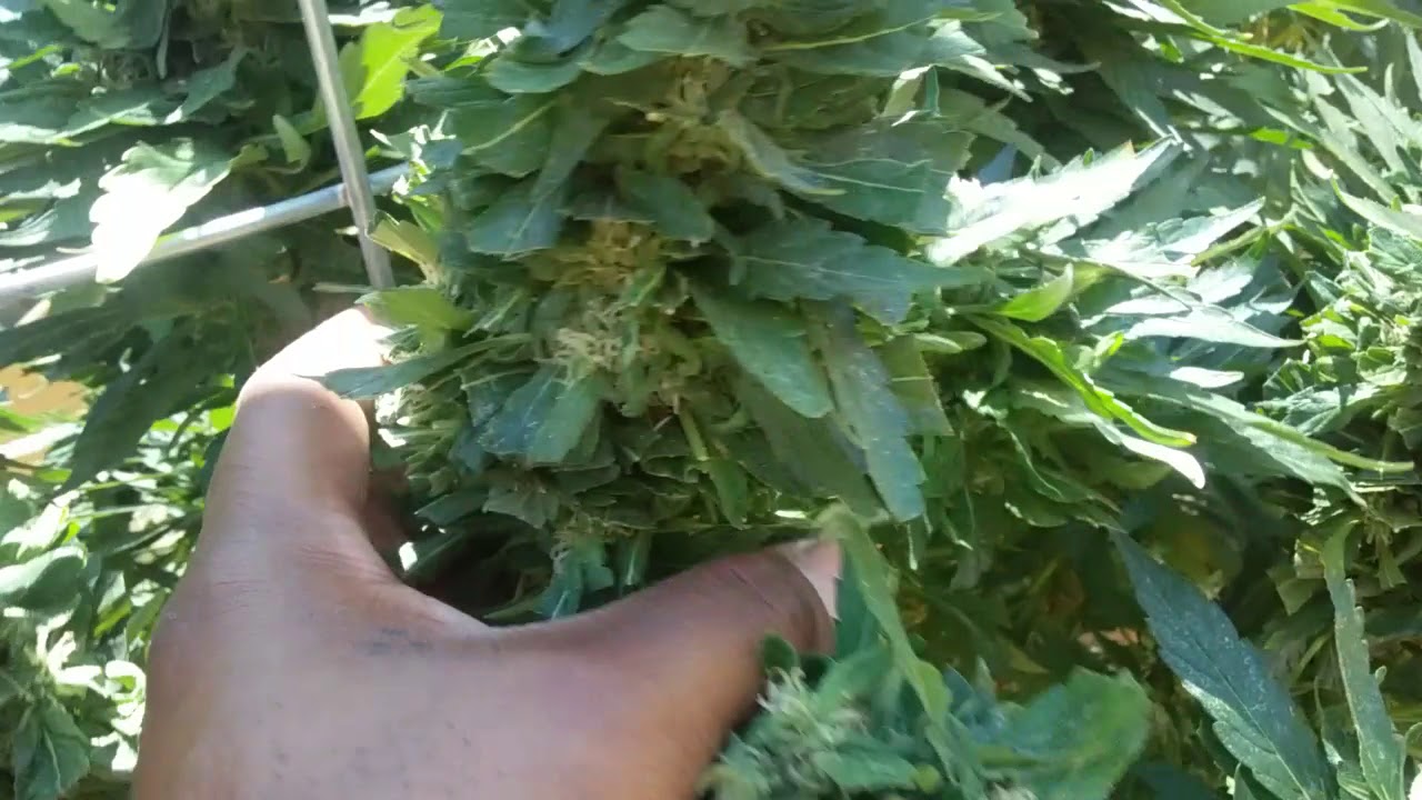 2017 outdoor grow mid August report