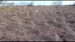Wild Quail Hunt in far South Texas