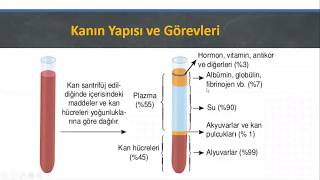 Bi̇yoloji̇ - Dolaşim Si̇stemleri̇ 4