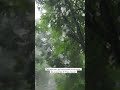 #rain #car #nature #green #lifeisbutadream
