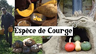 Faire ses Graines de Courges et Comprendre les Hybridations