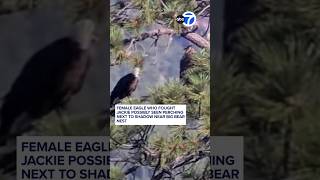 Female eagle who fought Jackie possibly seen perching next to Shadow near Big Bear nest