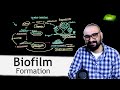 Stages of biofilm formation  microbiology lectures  bacterial biofilms  basic science series