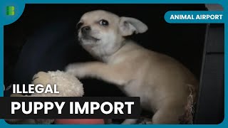 Caught! Illegal Puppy Imports  Animal Airport  Animal Documentary