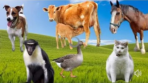 The lives of familiar animals: cats, cows, chickens, ducks, horses - animals video - DayDayNews