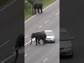 Cctv footage car in the road hit elephant when crossing the road #YouTube #Shorts #Viral #Trending