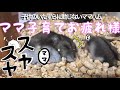 ママハムスター子育て終わってお疲れ様です【生後33日目】飼い主はママはむ大好き