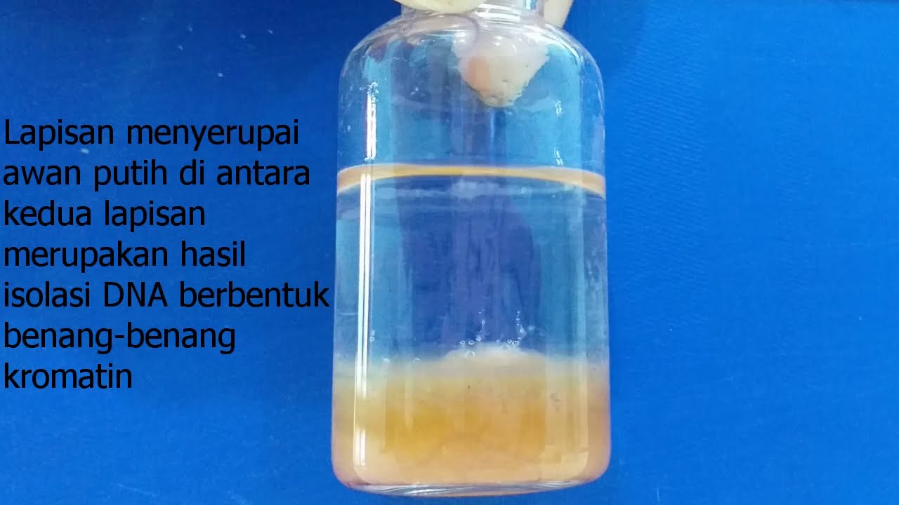 MUDAH DILAKUKAN! Tutorial isolasi DNA buah secara sederhana - Program Studi Biologi FMIPA UNS