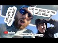 The Wildlife of the Wild West: Episode 4 &quot;The Finale&quot; ( @WildlifeWithRyan 2021 ) 4K #WildWest #Wildlife